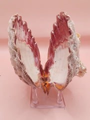 Barnacle-encrusted Lion's Paw seashell pair, 5.9x5.3 inches – natural marine texture