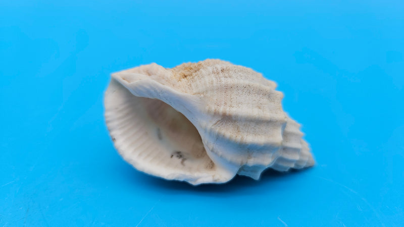Sydaphera spengleriana shell, ribbed spiral form, creamy beige tones with subtle brown banding, 2.3 inches.
