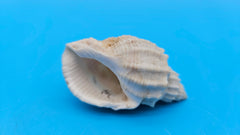 Sydaphera spengleriana shell, ribbed spiral form, creamy beige tones with subtle brown banding, 2.3 inches.