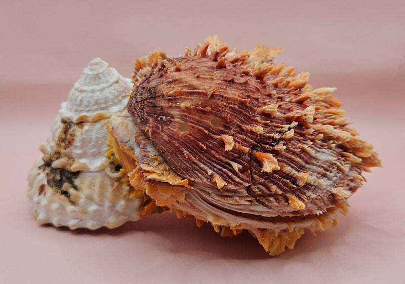 Trochus shell naturally fused to a spiny orange Spondylus shell, creating a bold textured sea display