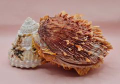Trochus shell naturally fused to a spiny orange Spondylus shell, creating a bold textured sea display