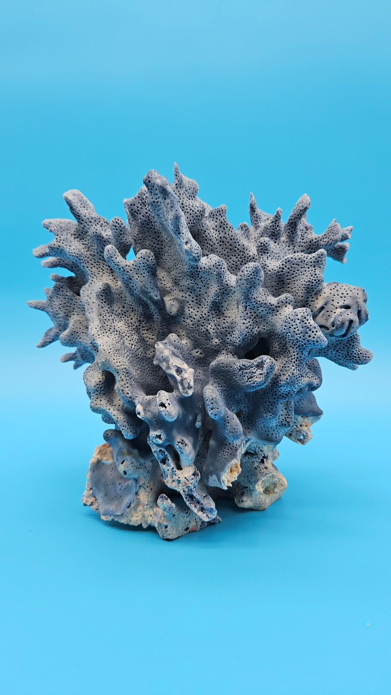 Vintage Blue Ridge Coral Specimen - Natural Coastal Home Decor Piece