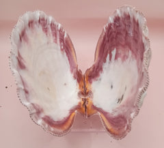 Lion's Paw seashell pair, 5.5 by 5.0 inches, with ridged texture and natural coastal tones