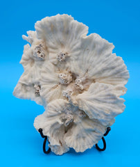 Merulina coral with ruffled fan shape and soft ivory texture on blue background