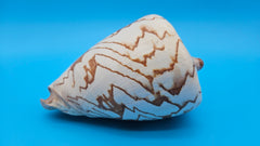 Noble Volute display shell for coastal home decor – premium natural specimen 7.25