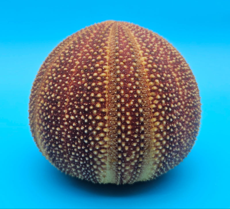 English urchin shell in deep red and tan tones with raised nodules and round shape on a bright blue background