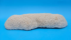 Vintage Oblong Bowl Coral – Elongated Cream Coral Specimen for Coastal Décor