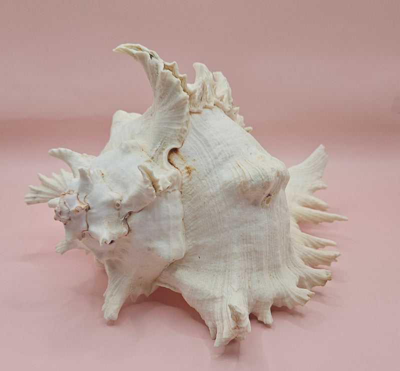 Murex Ramosus Conch – Large Spiny Seashell for Coastal & Nautical Decor 