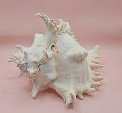 Murex Ramosus Conch – Large Spiny Seashell for Coastal & Nautical Decor 