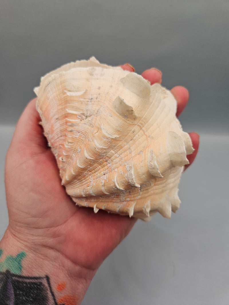 Squamosa clam shell pair, 4.5 inches wide, featuring natural ridges and texture