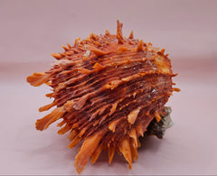 Princeps Spondylus Spiny Oyster Shell with Attached Undosa Astraea – Natural Ocean Display 6x5x4