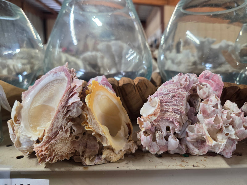 Barnacle cluster & Jewel Box shell natural combo