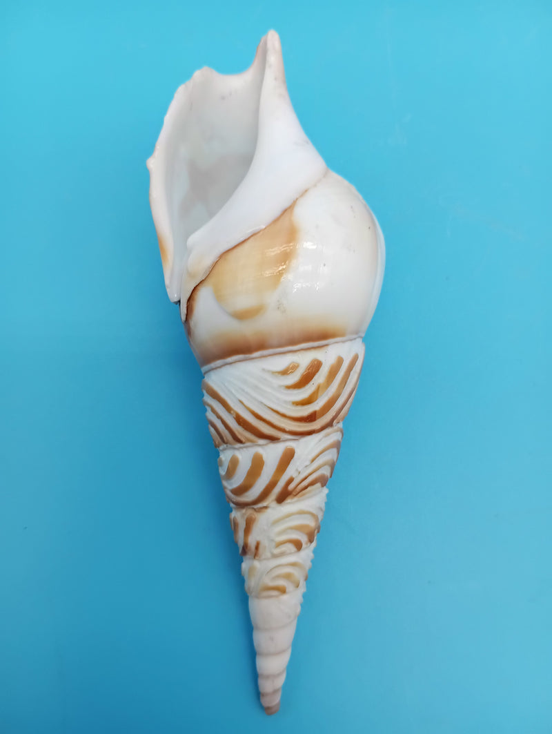 4.7" carved Tibia shell with seagull coastal scene
