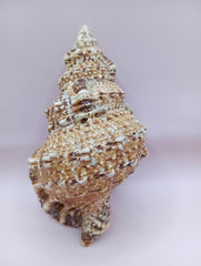  Natural Frog Conch Shell – side view with textured spines