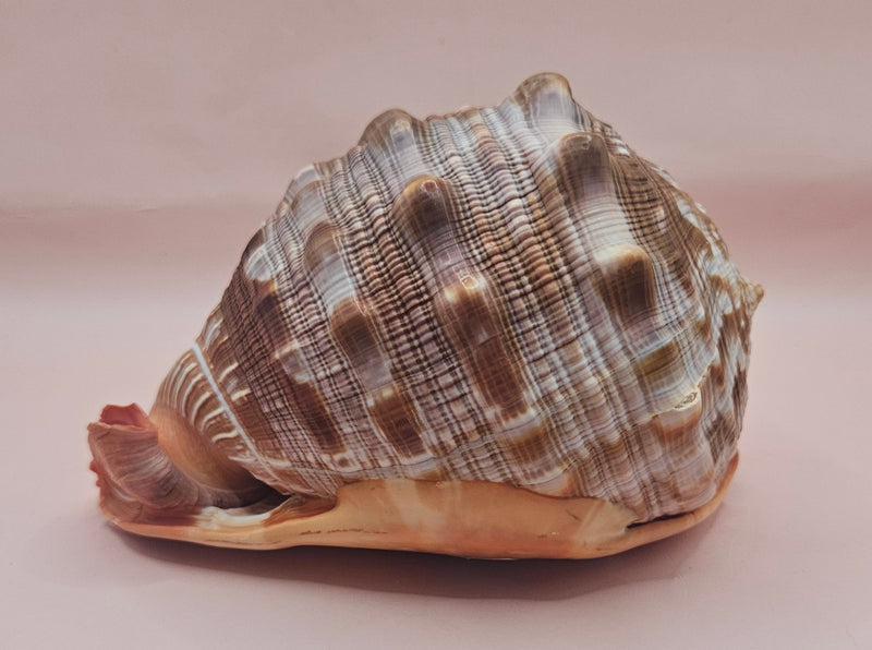 Bullmouth Cameo helmet shell with peach interior and textured dark outer ridges, measuring 7x5x4 inches