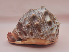 Bullmouth Cameo helmet shell with peach interior and textured dark outer ridges, measuring 7x5x4 inches