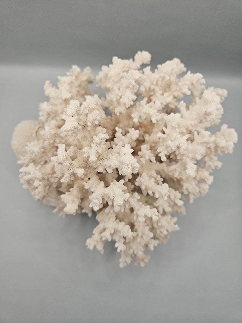 A unique 8.5"x8"x6" display of brownstem coral attached to brain coral, featuring intricate textures and natural oceanic beauty.