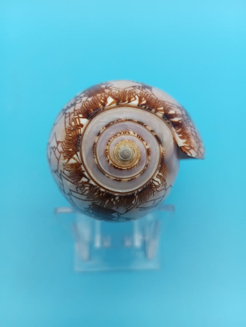 3.7" Tent Olive seashell Oliva porphyria natural specimen for beach decor
