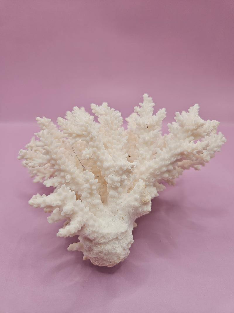 Table Coral ACROPORA LATISTELLA 5"