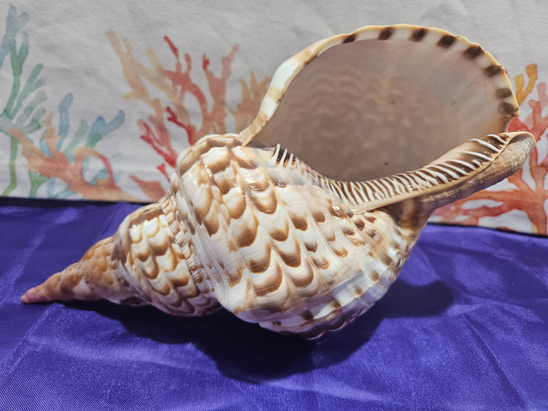 Triton Trumpet Charonia Variegata Display Shell - 11"