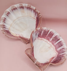 Natural Lion's Paw seashell pair, 5.0 by 5.2 inches, with textured barnacle accents and coastal tones
