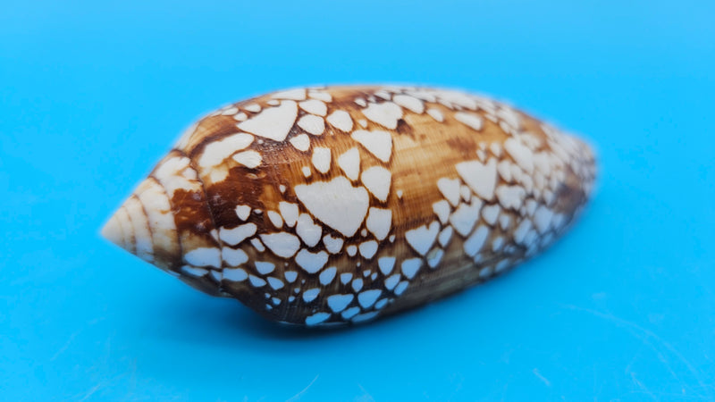  Conus pennaceus Feathered Cone shell with white markings over brown background, glossy 4-inch cone shell.