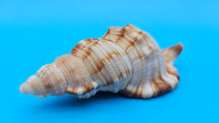 4.4-inch Cymatium pileare shell with brown and gold ribbed texture for coastal display décor