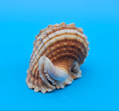 Distorsio anus shell, 2.6 inches, ribbed twisted form with brown-and-cream stripes and flared lip.