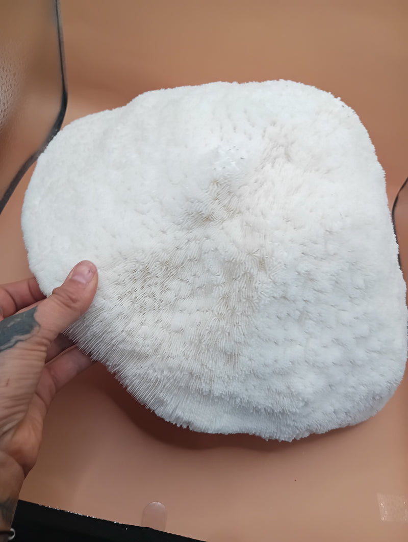 Vintage White Bowl Coral 13"