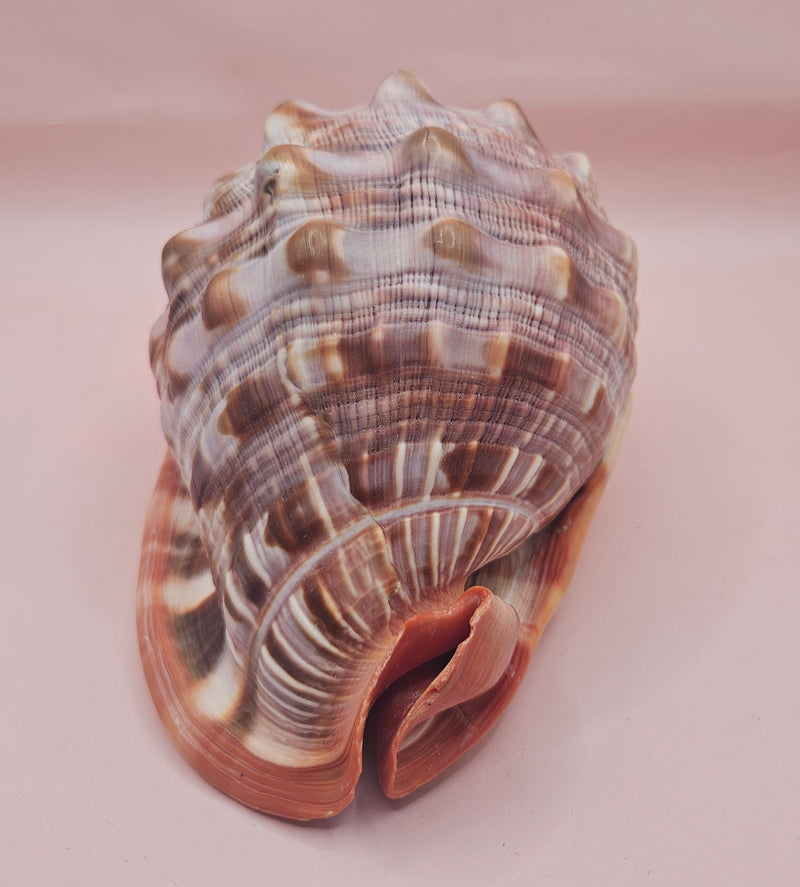 Bullmouth Cameo helmet shell with peach interior and textured dark outer ridges