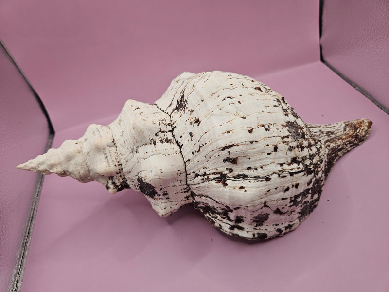 Horse Conch Shell-12.25"