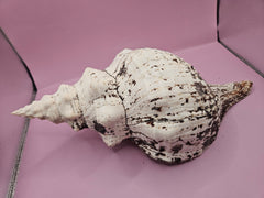 Horse Conch Shell-12.25