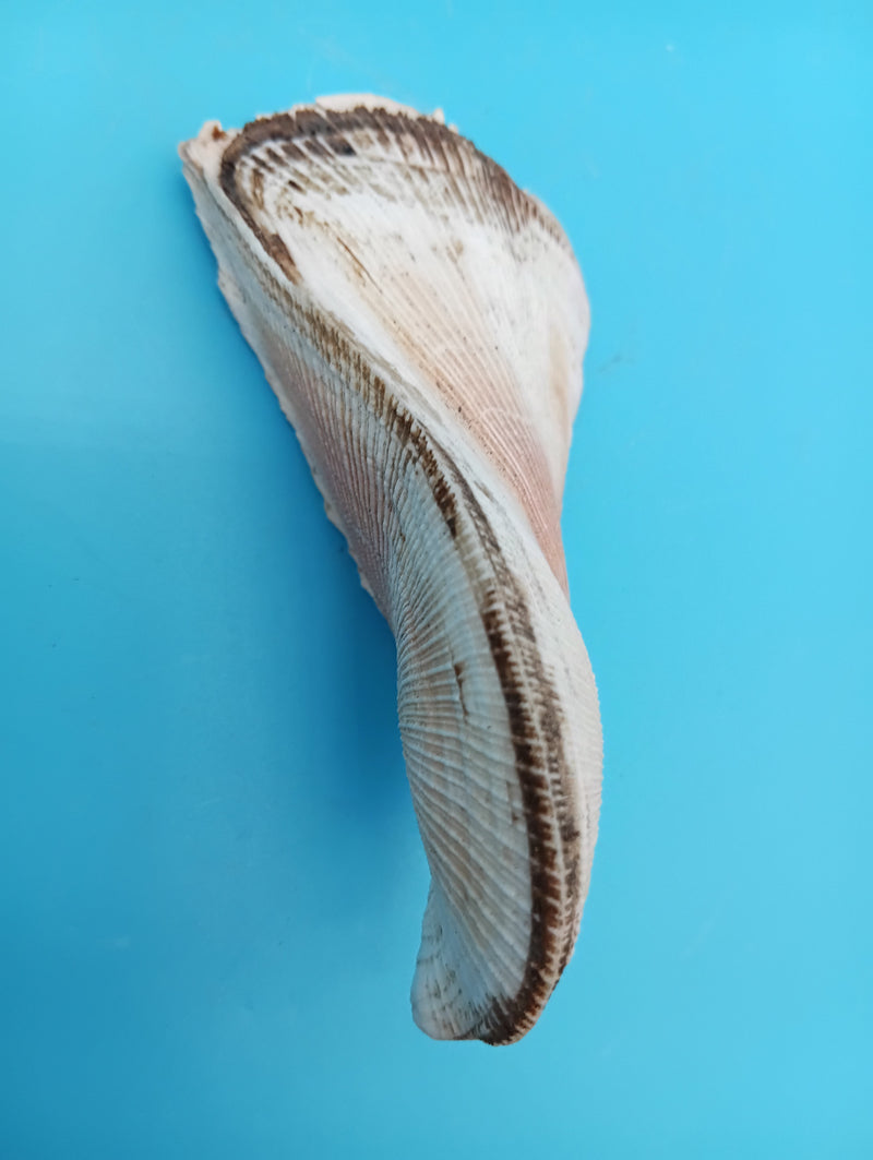Propeller Ark Shell Trisidos tortuosa 4 inch twisted seashell
