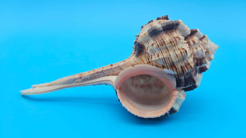  Bill Snipe shell with long tapered siphonal canal and dark brown ridges on a light cream base, placed on blue background
