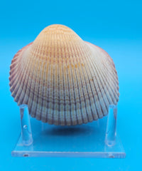 Pink heart cockle display shell for coastal home decor – premium natural specimen