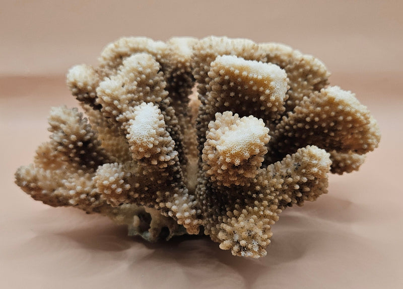 Vintage cauliflower coral specimen with branching texture and white tips, 8.75 inches wide