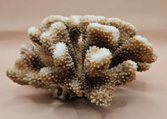Vintage cauliflower coral specimen with branching texture and white tips, 8.75 inches wide