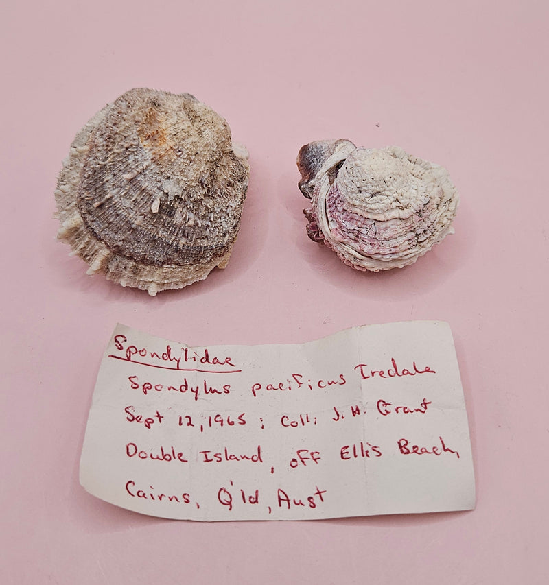 Vintage Spondylus shell pair with handwritten 1965 collection note on pink background