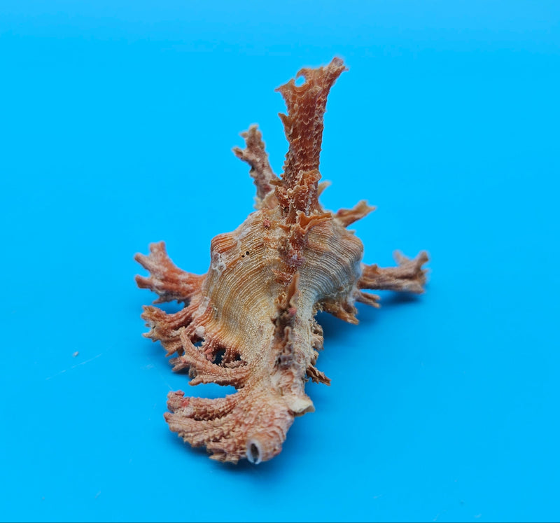  Murex crocatus shell, 2.3 inches, orange spiny fronds with intricate ridges, from Zambales, Philippines.