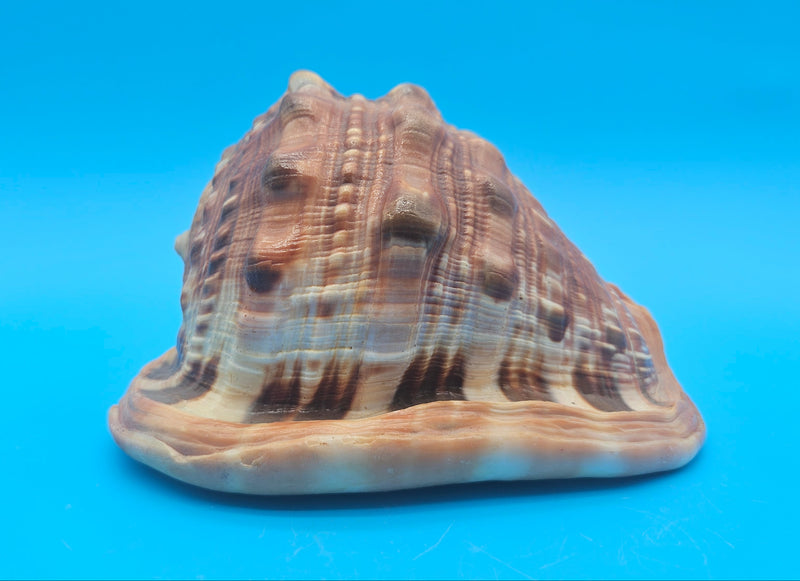 Bullmouth Cameo helmet shell with peach interior and textured dark outer ridges