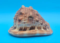 Bullmouth Cameo helmet shell with peach interior and textured dark outer ridges