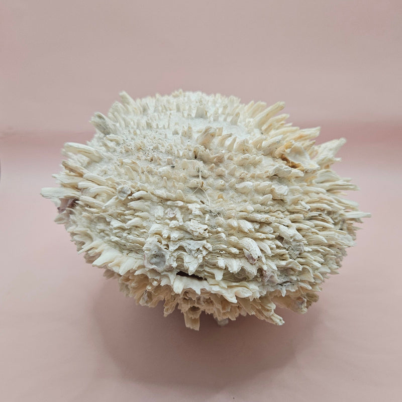8-inch white Spondylus shell with spiky texture, shown open and closed on a soft pink background
