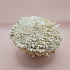 8-inch white Spondylus shell with spiky texture, shown open and closed on a soft pink background