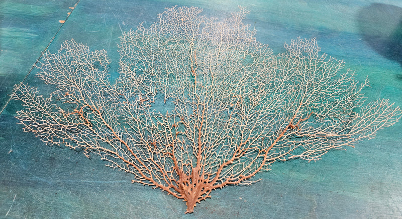 Delicate natural sea fan, 12 inches by 17 inches, featuring intricate branching, perfect for coastal décor or wall display.