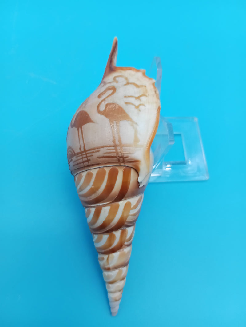 4.8" carved Tibia shell with flamingo coastal scene