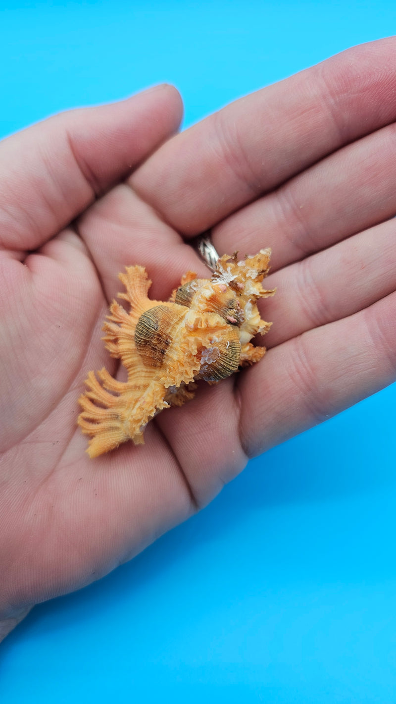  Murex crocatus shell, 2.2 inches, orange spiny fronds with intricate ridges, from Zambales, Philippines.