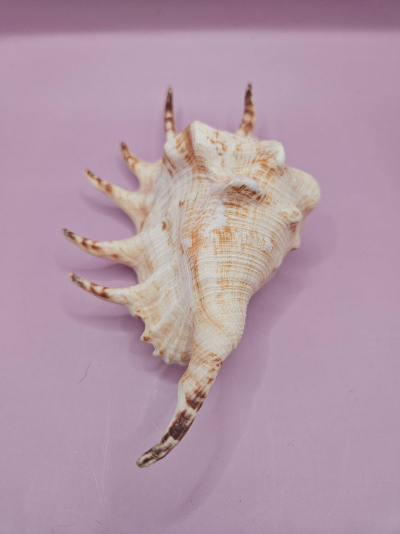 Lambis shell with intricate spiked design, 6 inches, featuring natural cream and brown tones, accompanied by documentation