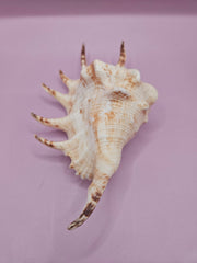 Lambis shell with intricate spiked design, 6 inches, featuring natural cream and brown tones, accompanied by documentation