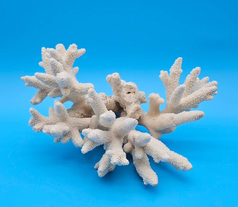 White Branch Coral Specimen with spiked arms and textured surface on blue background