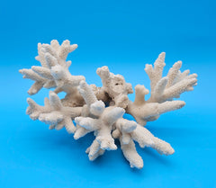 White Branch Coral Specimen with spiked arms and textured surface on blue background